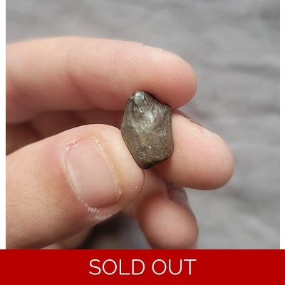 Triceratops Horridus Fossil Dinosaur Shed Tooth Triceratops Horridus Fossil Dinosaur Shed Tooth